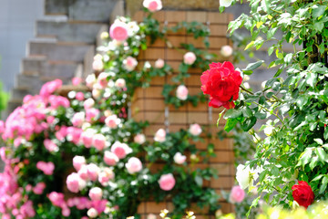 Fototapeta na wymiar rose flower garden