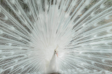 Naklejka premium A splendid white peacock with its fan luxurious tail