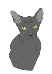 cat portrait, vector, white background