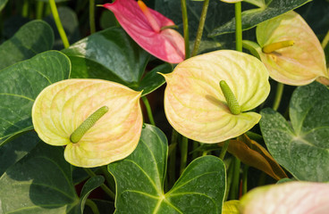 Green yellow color of Anthurium flower blooming in botanic garden (Anthurium andraeanum, Araceae or Arum)