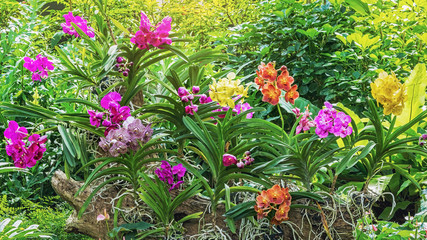 Group of colorful Vanda orchid blossom on wood in flower garden © NtDanai