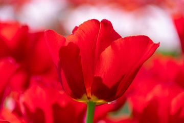 red flower tulips close up macro photo background