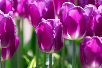 beautiful red and red tulips in the park