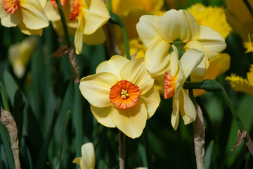 colorful tulips in the park