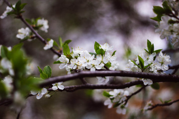 A branch of a flowering Apple tree close-up. White flowers on a branch.