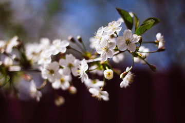 White branch of a flowering Apple tree on a dark background. Apple flowers close-up. The cherry blossoms on a black background