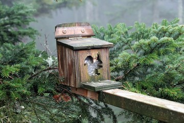 Baumwipfelpfad in bad wildbad im Schwarzwald 
