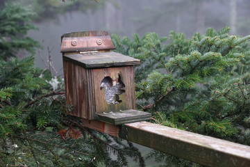 Baumwipfelpfad in bad wildbad im Schwarzwald 
