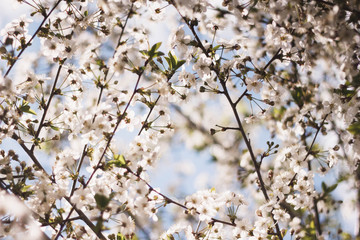 White branches of a flowering Apple tree against the blue sky. Flowering garden trees in the spring.