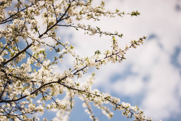 White branches of a flowering Apple tree against the blue sky. Flowering garden trees in the spring.