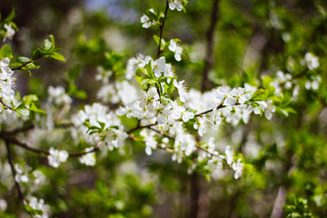 A branch of a white flowering Apple tree on a background of green foliage. Close up. Flowering garden trees in the spring.