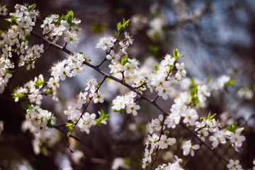 White branch of a flowering Apple tree on a dark background. Apple flowers close-up. The cherry blossoms on a black background