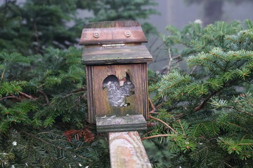 Baumwipfelpfad in bad wildbad im Schwarzwald 