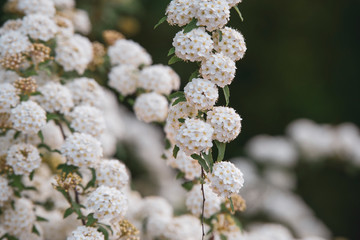 white round flower branch