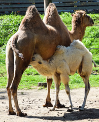 Baby camel with her mother