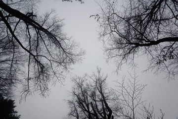 Baumwipfelpfad in bad wildbad im Schwarzwald 