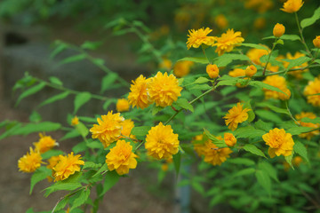 yellow flowers in the garden