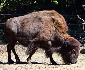 Large buffalo walking outdoor