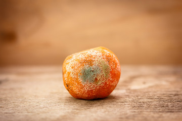 Spoiled moldy rotten mandarin on wooden table