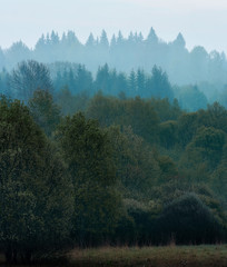 Naklejka premium misty forest
