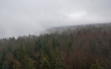 Baumwipfelpfad in bad wildbad im Schwarzwald 