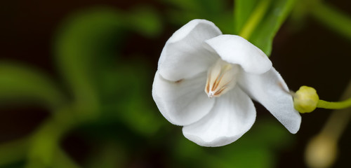 Macro Photo of Water Jasmine Flower or Wrightia Religiosa Isolated on Blurry Background with Copy Space