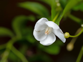 Macro Photo of Water Jasmine Flower or Wrightia Religiosa Isolated on Blurry Background, Selective Focus