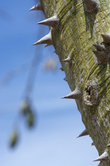 Chorisia tree trunk with sharp thorns