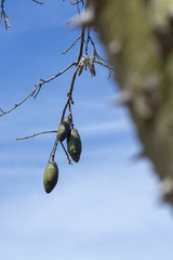 Chorisia tree fruits