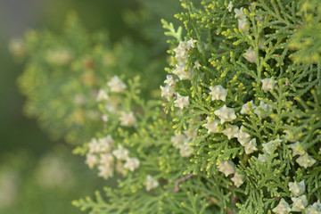Cedar vegetation closeup with white little berries
