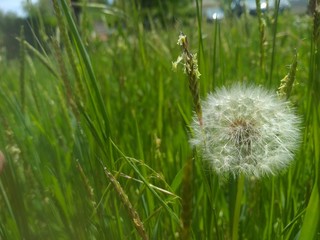 Fototapeta premium Dandelion seeds in the morning sunlight blowing away across a fresh green background