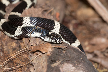 Fototapeta premium Milk Snake on the North Carolina Coast 