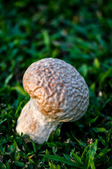 Brain puffball is a species of mushroom.