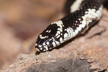 Milk Snake on the North Carolina Coast	