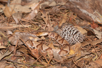 Obraz premium Southern Copperhead on the North Carolina Coast 
