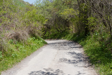 Fototapeta na wymiar country dirt road running along trees in spring