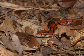 Corn Snake on the North Carolina Coast