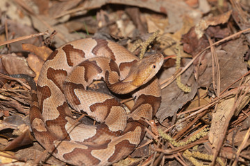 Southern Copperhead on the North Carolina Coast	
