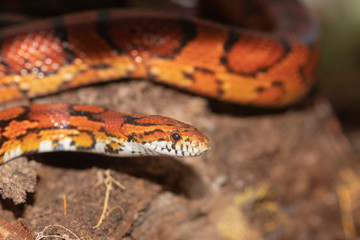 Corn Snake on the North Carolina Coast