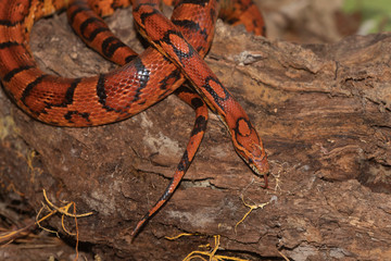 Corn Snake on the North Carolina Coast