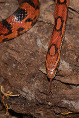 Corn Snake on the North Carolina Coast
