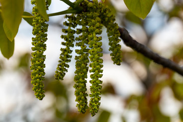 Spring walnut blossom. Male walnut flowers-staminate flowers consist of six-lobed perianth and...