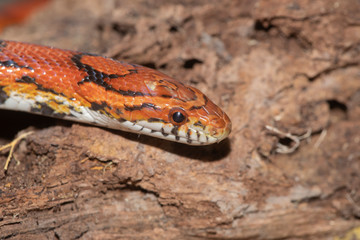 Corn Snake on the North Carolina Coast