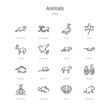 set of 16 animals concept vector line icons such as chipmunk, clam, clownfish, cockroach, cocoon, coyote, desman, echidna. 64x64 thin stroke icons