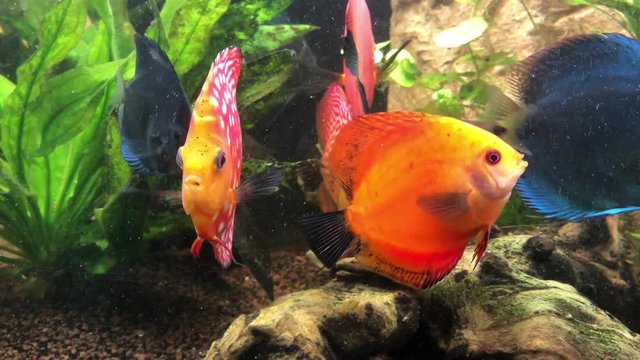Ein tropischer Buntbarsch aus dem Amazonasbecken. Diskus Fisch