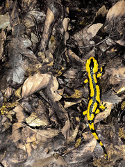 Feuersalamanda 