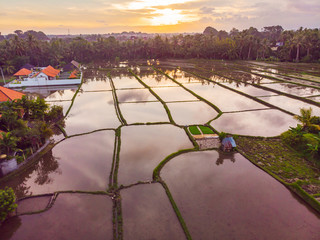 The rice fields are flooded with water. Flooded rice paddies. Agronomic methods of growing rice in...