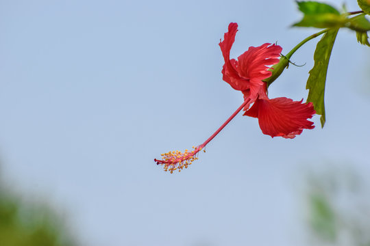 Red Hibiscus With Blue Background