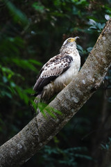 Fototapeta premium カンムリワシ