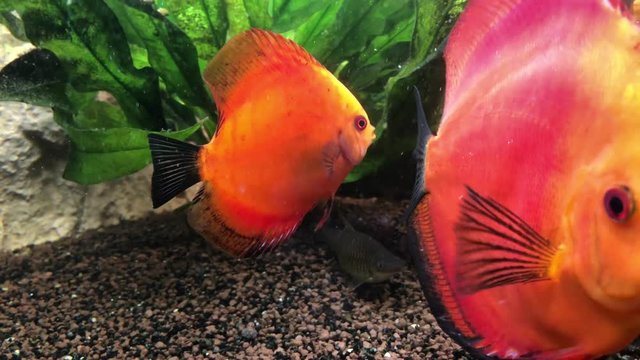 Ein tropischer Buntbarsch aus dem Amazonasbecken. Diskus Fisch